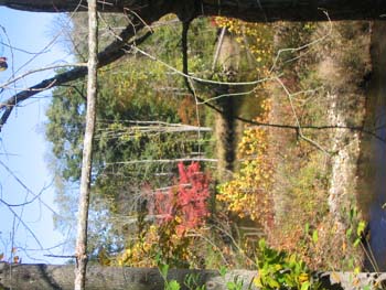 FallFoliage2008