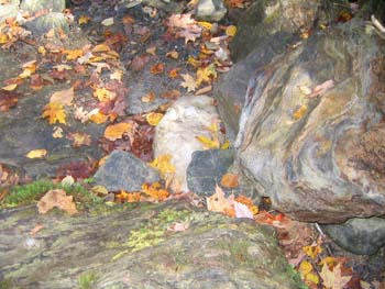 FallFoliage2008