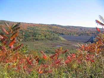 FallFoliage2008
