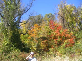 FallFoliage2008